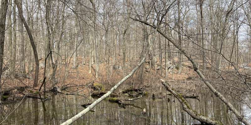 The featured photo for Cranberry Lake Woodland Pool