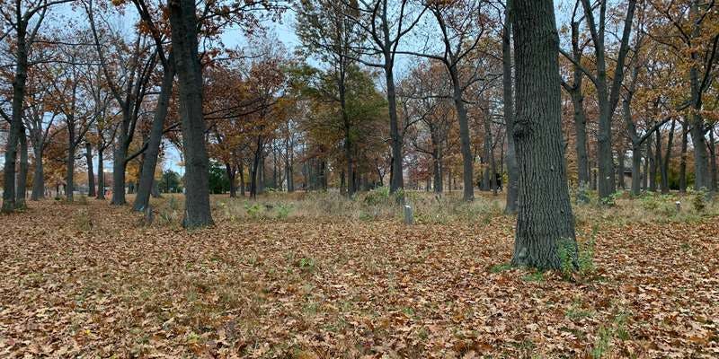 The featured photo for Deering Oaks Park Restoration