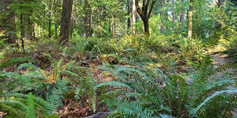 The featured photo for Windfall Trail Sword Fern Die-off