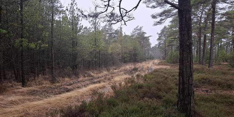 The featured photo for Bordrup-Oksby Plantage