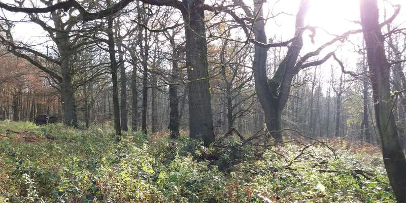 The featured photo for Wytham Woods 107