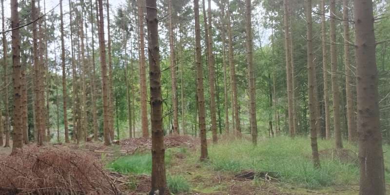 The featured photo for Gråstenskovene