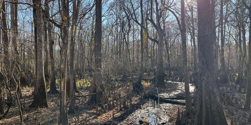 The featured photo for Andrews WMA