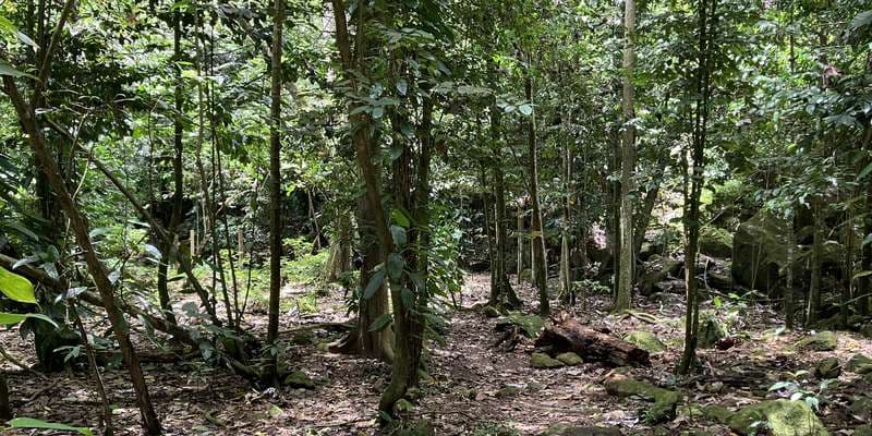 The featured photo for Quill National Park - Crater Restoration Plot