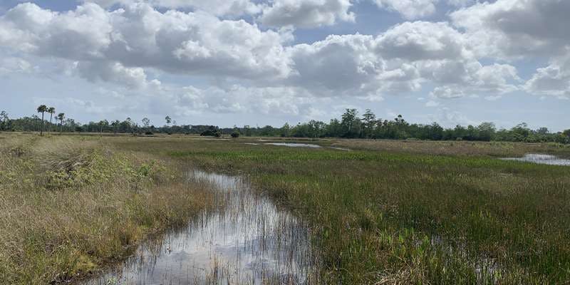 The featured photo for Pine Glades Natural Area
