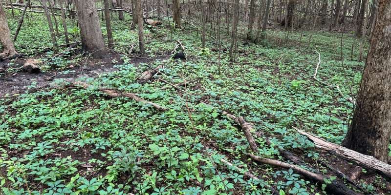 The featured photo for Forest Management
