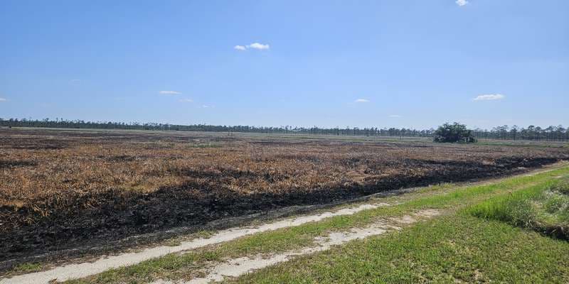 The featured photo for Lake Wales Ridge WEA