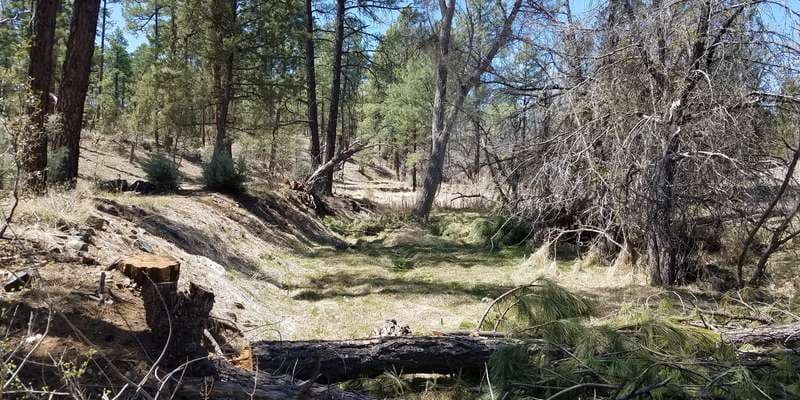 The featured photo for Riparian restoration