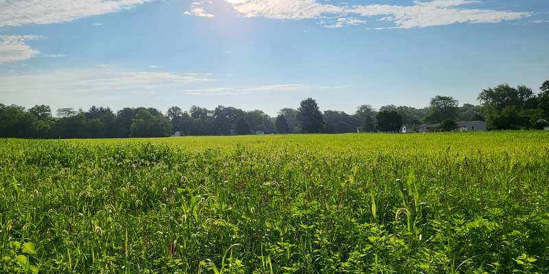 The featured photo for Otsego School Wetland