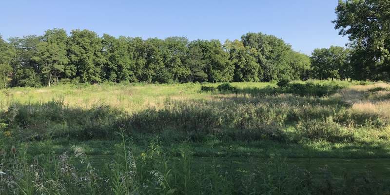 The featured photo for Bright Conservation Area Wetland Restoration Initiative
