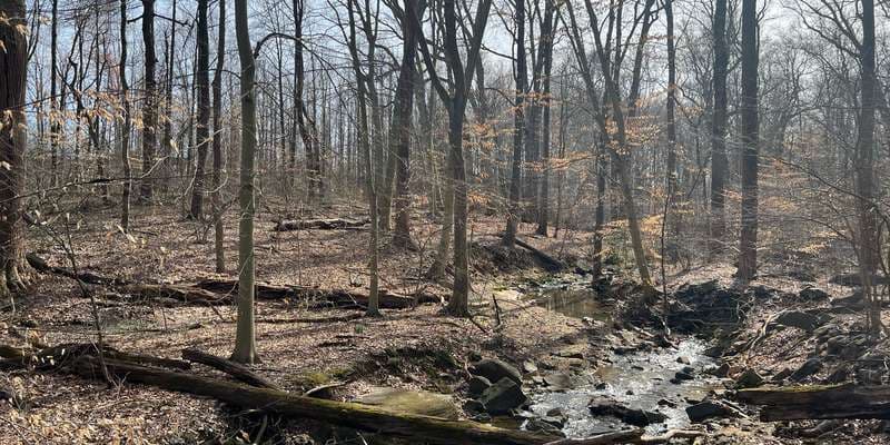 The featured photo for Alapocas Run State Park - Woods Entrance Bridge