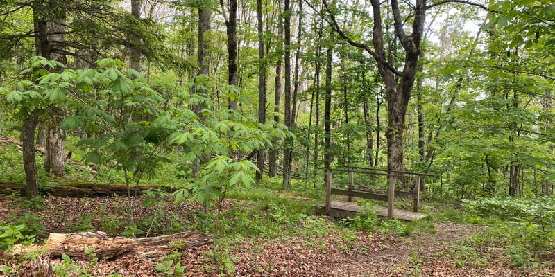 The featured photo for Woods Walk