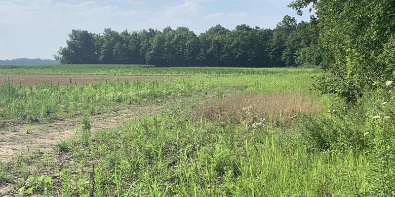 The featured photo for Goll Woods Wetland Extension