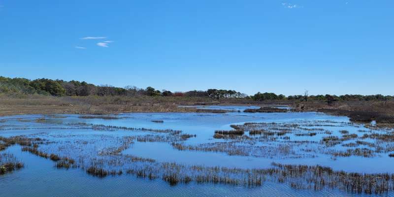 The featured photo for Assateague Island - Life of the Marsh Trail