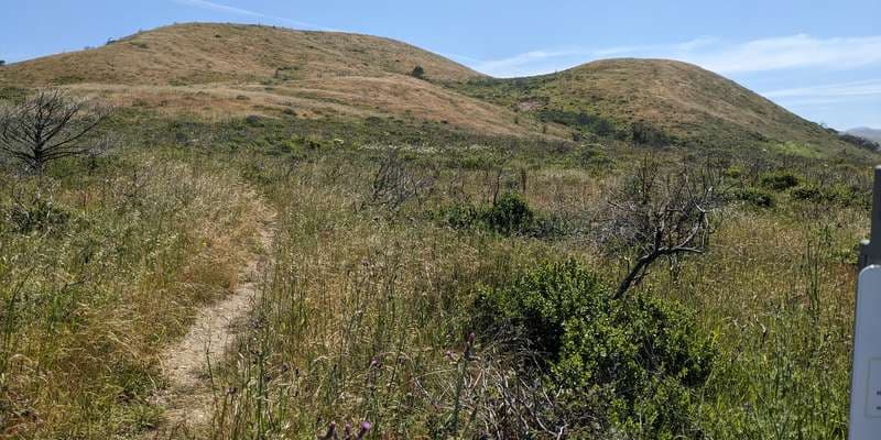 The featured photo for Oscawana Habitat Restoration