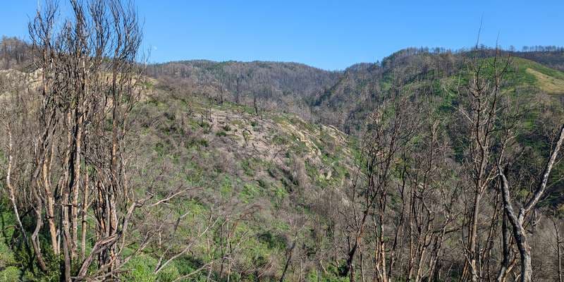 The featured photo for Woodward Fire Photomonitoring Site 4