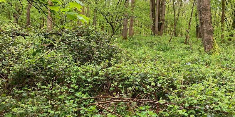 The featured photo for WWS121