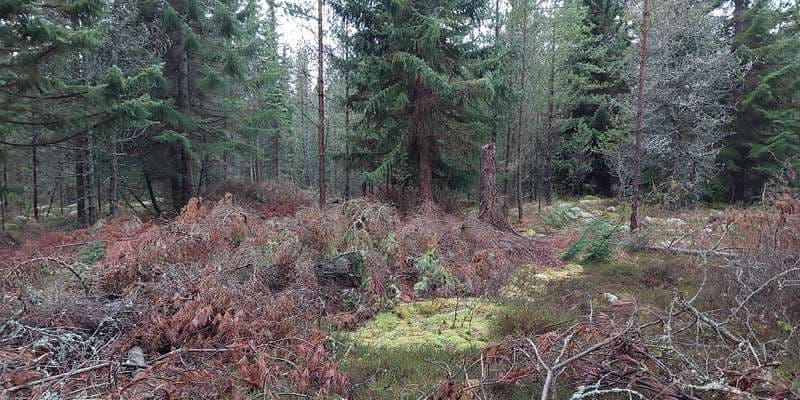 The featured photo for Skagen Klitplantage