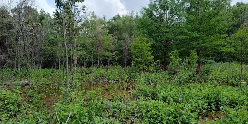 The featured photo for Buttonbush Boardwalk & Swamp
