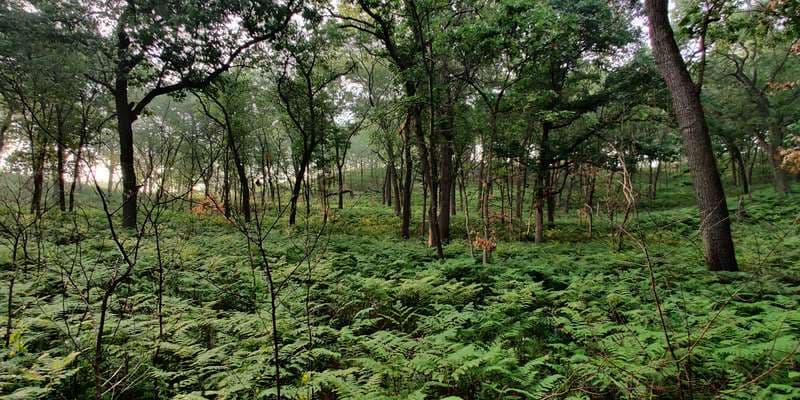 The featured photo for Tolleston Dunes