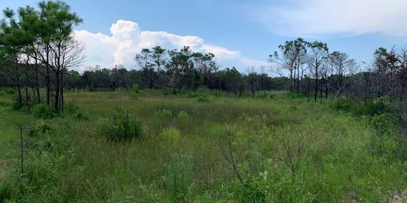 The featured photo for Jockey's Ridge State Park-Soundside