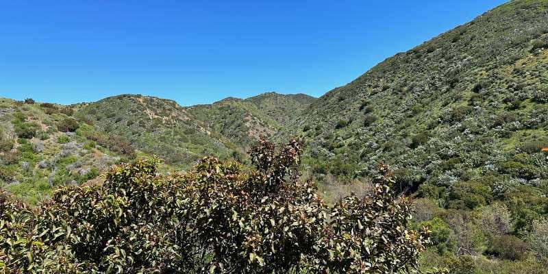 The featured photo for #SpringsFire09