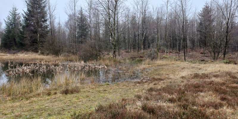 The featured photo for Lindet skov