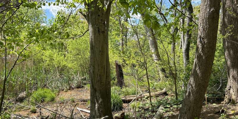 The featured photo for St Lukes Wetland Restoration