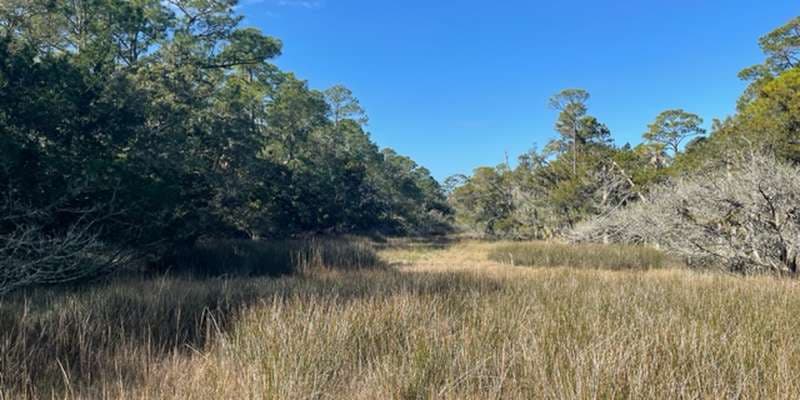 The featured photo for Falcon Point - Salt Cedar Lane Nature Area