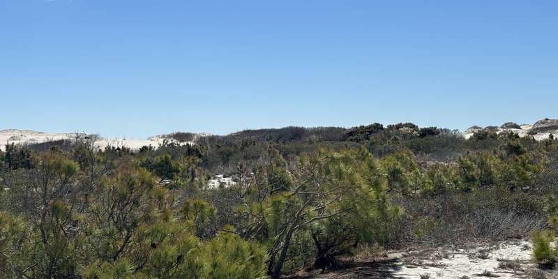 The featured photo for Assateague Island - Life of the Dunes Trail