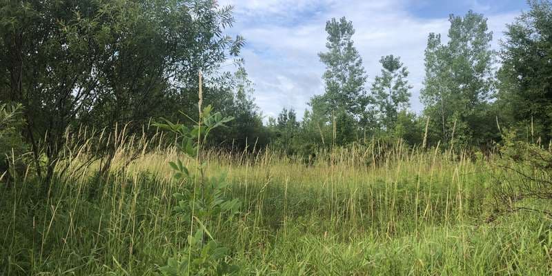 The featured photo for Madison Village Park Wetlands