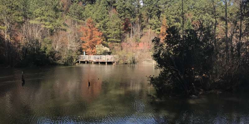 The featured photo for Wetland - Lower Boardwalk 1