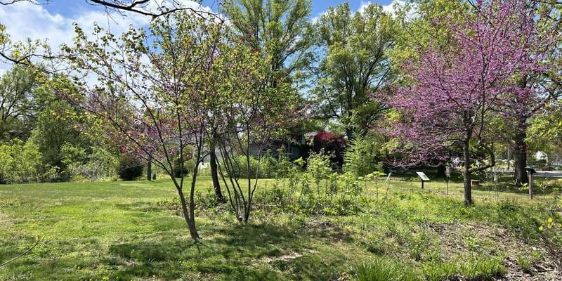 The featured photo for St Lukes Pollinator Garden