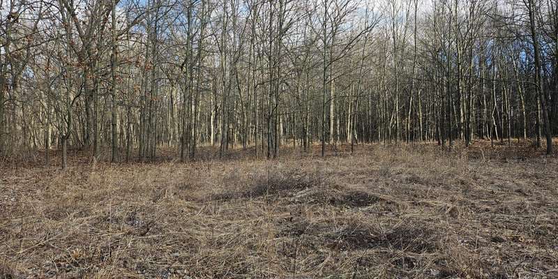 The featured photo for Wildlife Loop Trail Ojibway Park
