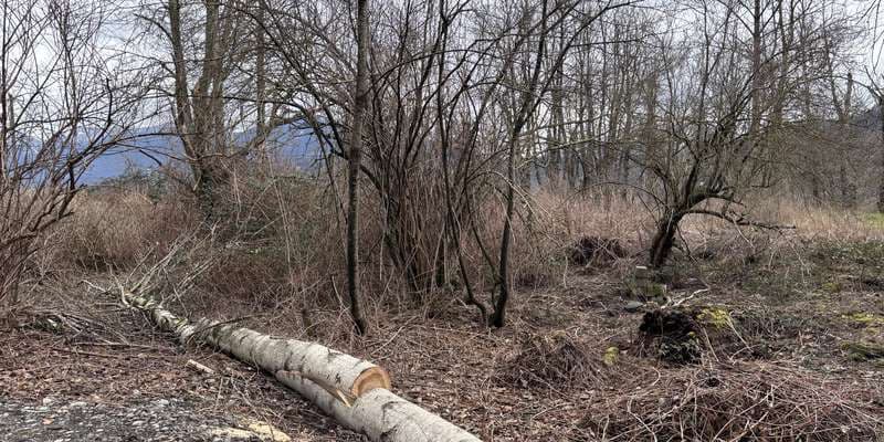 The featured photo for Ts'lhimexósem - Wetland Restoration