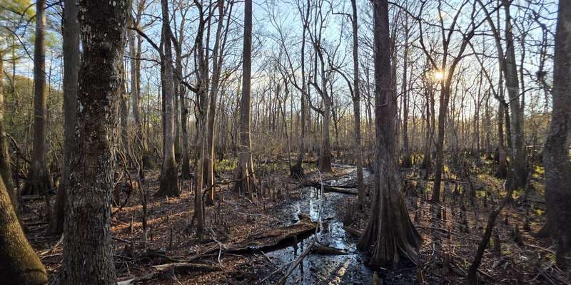 The featured photo for Andrews WMA