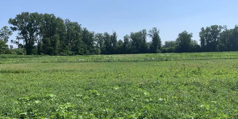 The featured photo for Funk-DeWald Nature Preserve Wetland Restoration