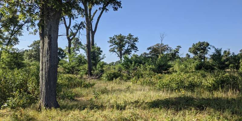 The featured photo for Oak Savanna