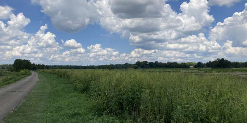 The featured photo for Chippewa Lake Wetland Restoration