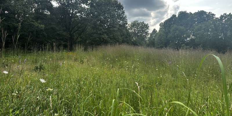 The featured photo for Tallgrass Prairie High Quality (Spring Garden)