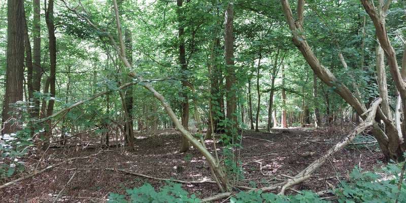 The featured photo for Stævningsskov i Boserup Skov