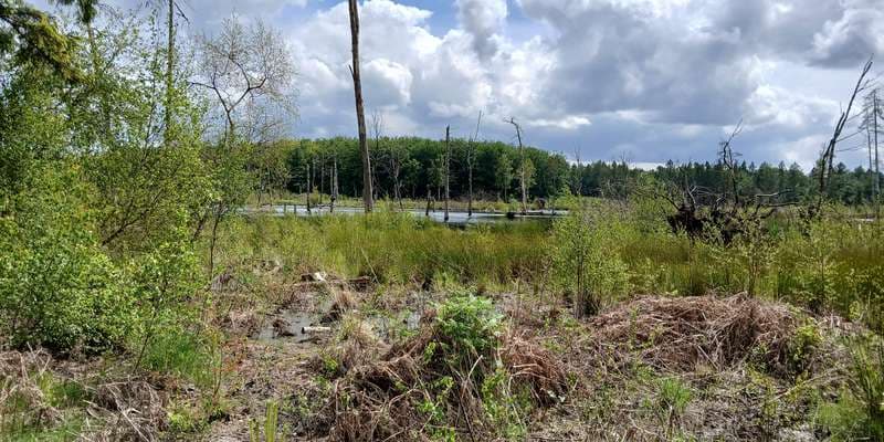 The featured photo for Maglemosen genopstår