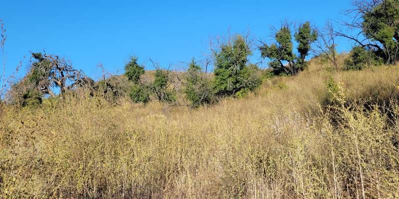 The featured photo for #WoolseyFire16