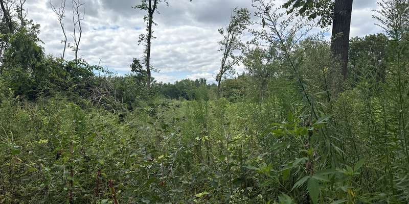 The featured photo for Black Oak Heritage Park Restoration Area