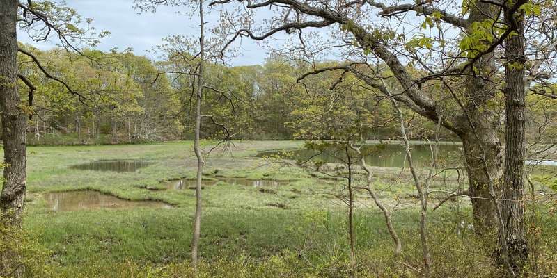 The featured photo for TNC Mashomack Miss Annie's Creek