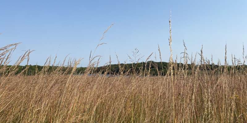 The featured photo for Carver Park Reserve – Lake Two Wetland
