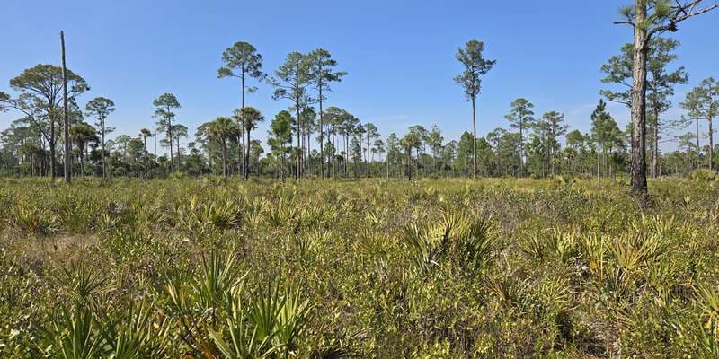 The featured photo for Tosohatchee WMA