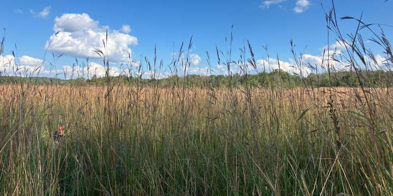 The featured photo for Murphy-Hanrehan Park Reserve – Murphy Lake Prairie
