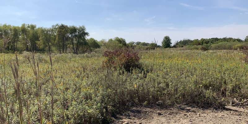 The featured photo for Marsh Wetland Boardwalk