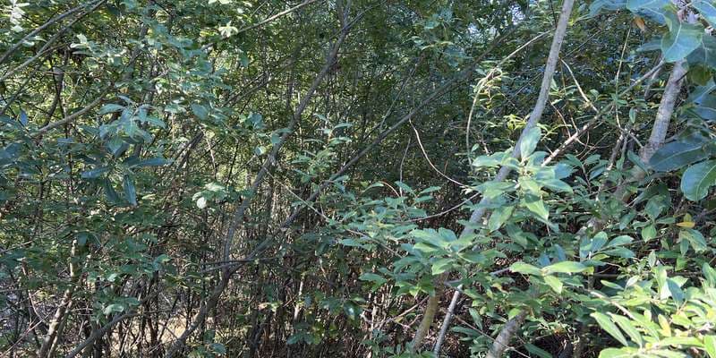 The featured photo for Padden Creek Daylighting - Downstream Station